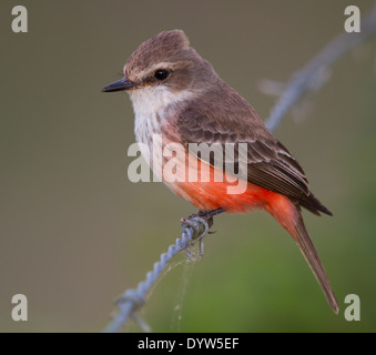 Moucherolle Vermillon femelle (Pyrocephalus rubinus) perchées sur le fil de fer barbelé Banque D'Images