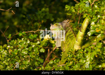 Iguane vert (Iguana iguana) Banque D'Images