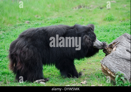 Ours ou d'ours Stickney (Melursus ursinus, Ursus ursinus) Banque D'Images