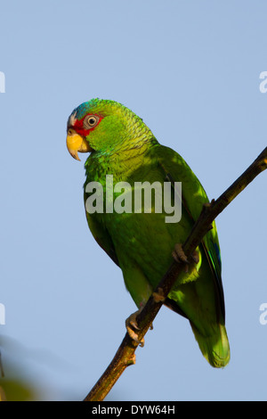 Amazone à front blanc (Amazona albifrons) Banque D'Images