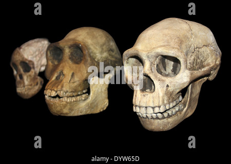 L'évolution humaine de gauche à droite : enfant Australopithecus africanus Taung, Australopithecus afarensis, Homo erectus Banque D'Images