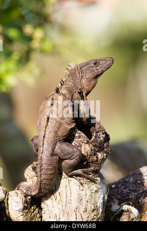 Adossé à l'Iguane noir (Ctenosaura similis) au soleil sur une souche d'arbre Banque D'Images