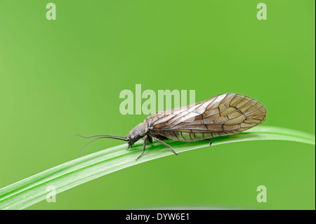 Alderfly (Sialis lutaria), Nordrhein-Westfalen, Allemagne Banque D'Images