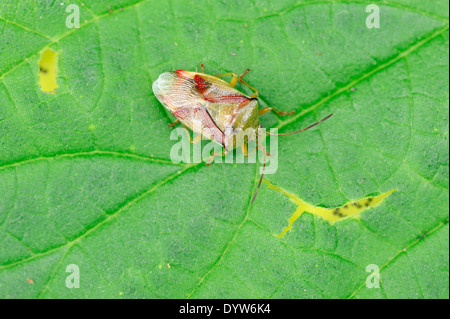 Bouleau bouleau Shieldbug, Bug Shield (Elasmostethus interstinctus), Nordrhein-Westfalen, Allemagne Banque D'Images