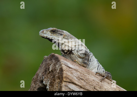 Adossé à l'Iguane noir (Ctenosaura similis) au soleil sur une souche d'arbre Banque D'Images