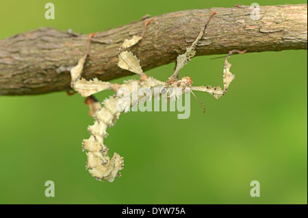 Bâton de marche, de l'Australie Spiney ou Phasme Phasme épineux géant (Extatosoma tiaratum), Femme Banque D'Images