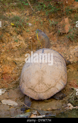 Curseur méso-américain (Trachemys venusta) au soleil sur une berge Banque D'Images