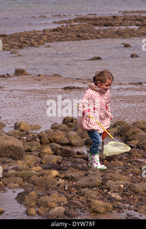 Vue de face d'un enfant de 5 ans Rockpools Pêche avec un filet de pêche Banque D'Images