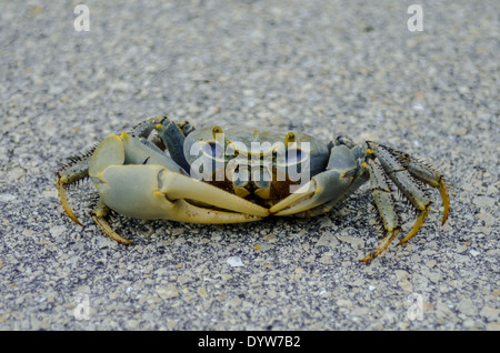 Un crabe bleu de la chaussée à travers les écoutillons Banque D'Images