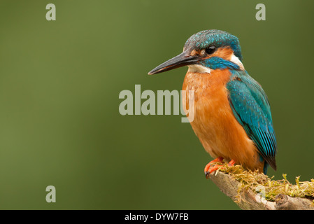 Kingfisher (Alcedo atthis commune) mâle, perché sur branche, Norfolk, Angleterre Banque D'Images