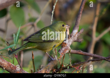 Femme (Passerina ciris Painted Bunting) Banque D'Images