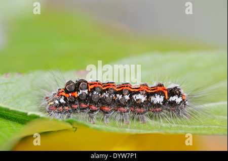 Papillon jaune-queue, Goldtail Moth ou Swan (Euproctis similis), Caterpillar, Rhénanie du Nord-Westphalie, Allemagne Banque D'Images