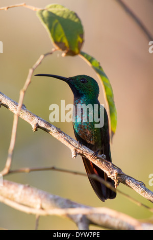 Vert mâle-breasted Mango (Anthracothorax prevostii) Banque D'Images