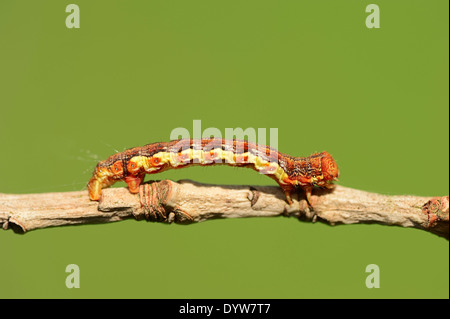 Uméro tacheté (Erannis defoliaria), Caterpillar, Rhénanie du Nord-Westphalie, Allemagne Banque D'Images