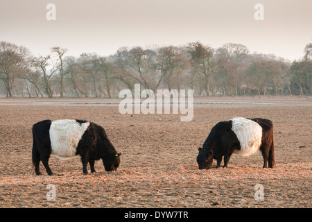Belted Galloway cattle dans un champ Banque D'Images