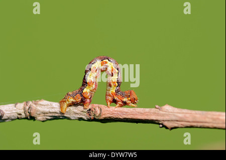 Uméro tacheté (Erannis defoliaria), Caterpillar, Rhénanie du Nord-Westphalie, Allemagne Banque D'Images