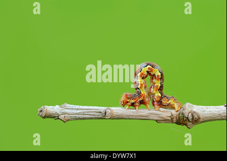 Uméro tacheté (Erannis defoliaria), Caterpillar, Rhénanie du Nord-Westphalie, Allemagne Banque D'Images