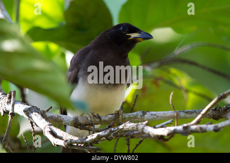 Brown Jay (Cyanocorax morio) Banque D'Images