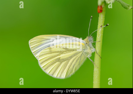 Blanc veiné de vert (Pieris napi), Nordrhein-Westfalen, Allemagne Banque D'Images