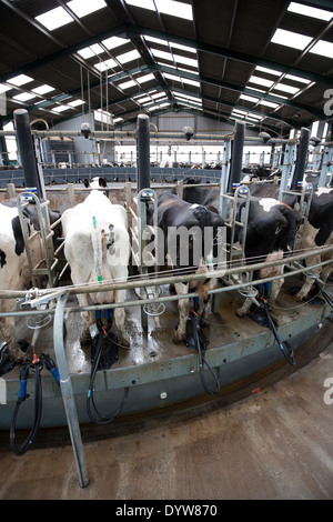 Les vaches laitières Holstein sur une ferme dans le Shropshire, England, UK Banque D'Images