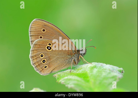 (Un papillon Aphantopus hyperantus), Nordrhein-Westfalen, Allemagne Banque D'Images