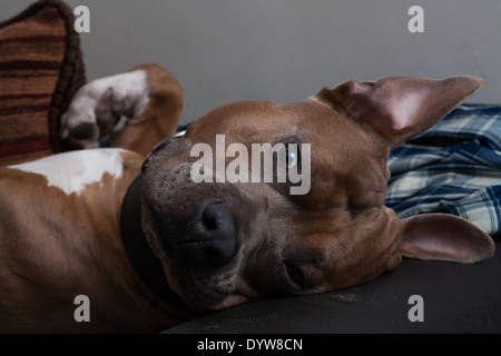 American Staffordshire Terrier on couch Banque D'Images