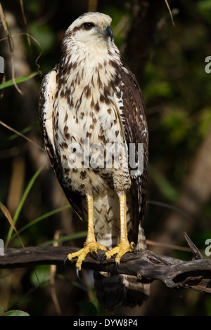 Très immatures (Buteogallus urubitinga Black Hawk) Banque D'Images