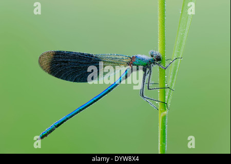 Demoiselle (Calopteryx splendens bagués, Agrion splendens), homme, Rhénanie du Nord-Westphalie, Allemagne Banque D'Images