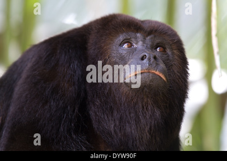 Singe hurleur noir d'Amérique centrale (Alouatta pigra) Banque D'Images