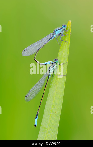 Les demoiselles à queue bleu commun, ou d'Ischnura Ischnura elegans (Bluetail commun), les mâles Banque D'Images