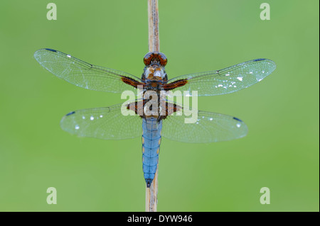 Large-corsé ou corsé Chaser large vert (Libellula depressa), homme, Rhénanie du Nord-Westphalie, Allemagne Banque D'Images