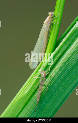 Demoiselle à queue bleu commun, commun ou d'Ischnura Ischnura elegans (Bluetail), fraîchement éclos, Exuvie Banque D'Images