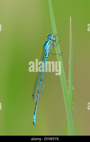 Azure ou Demoiselle Coenagrion commun (Coenagrion puella), homme, Rhénanie du Nord-Westphalie, Allemagne Banque D'Images