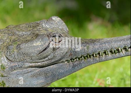 Gavial gavial, indiennes ou poisson-crocodile Gavialis gangeticus (manger), espèce en voie de disparition, de l'Inde Banque D'Images