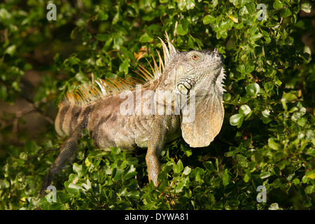 Homme iguane vert (Iguana iguana) qui affiche son fanon Banque D'Images