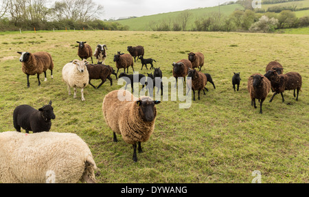 Troupeau de brebis avec des agneaux de race rare Banque D'Images