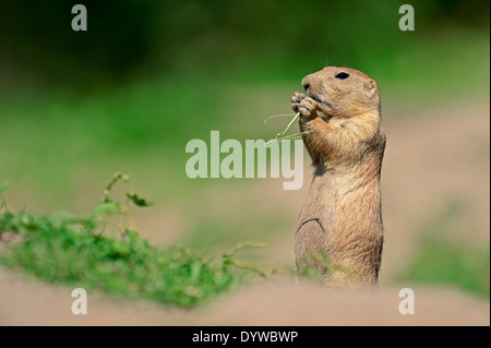 Chien de prairie (Cynomys ludovicianus) Banque D'Images