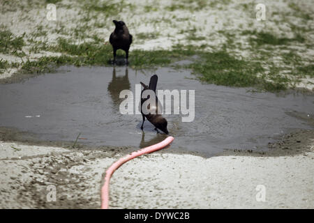 Dhaka, Bangladesh. Apr 25, 2014. Craws boivent de l'eau par temps chaud à Dhaka.Les gens dans la capitale a connu la journée la plus chaude dans les 54 dernières années comme le mercure a grimpé à 40,7 degrés Celsius hier, le Met Office dit.La précédente la température la plus élevée a été enregistrée dans la capitale 42,3 degrés le 30 avril 1960, selon le Bangladesh Meteorological Department. La température la plus élevée le 24 avril l'année dernière à Dhaka a été 34,2 degrés. Zakir Hossain Chowdhury Crédit :/NurPhoto ZUMAPRESS.com/Alamy/Live News Banque D'Images