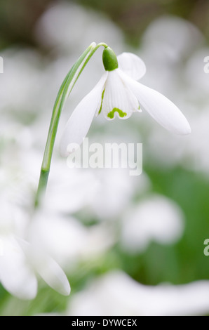 Perce-neige (Galanthus nivalis) rassemblés sur la vieille hazel coppice près de Petworth, West Sussex, UK. Février. Banque D'Images