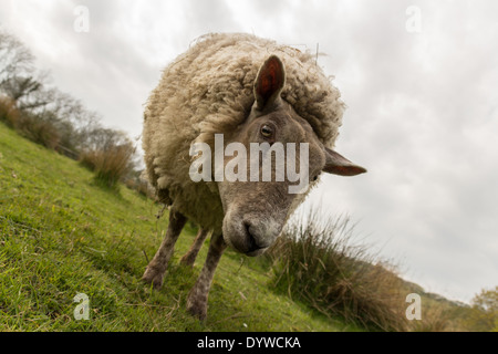 Les moutons de la ferme sur l'image avec une inclinaison néerlandais. Banque D'Images