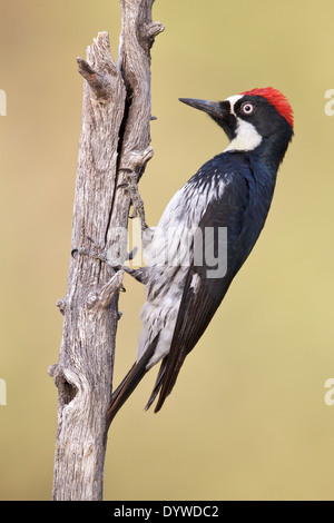 - Melanerpes formicivorus Acorn Woodpecker - homme adulte Banque D'Images