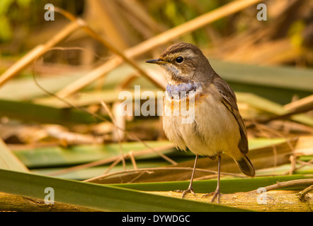 Un gorgebleue vue avant Banque D'Images