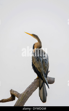 Vert ou oiseau Anhinga Melanogaster (serpent) Banque D'Images