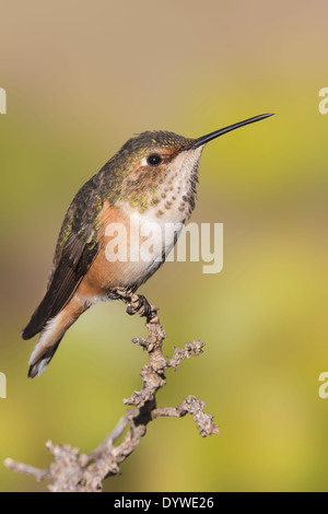 L'Allen - colibri Selasphorus sasin - femme adulte Banque D'Images