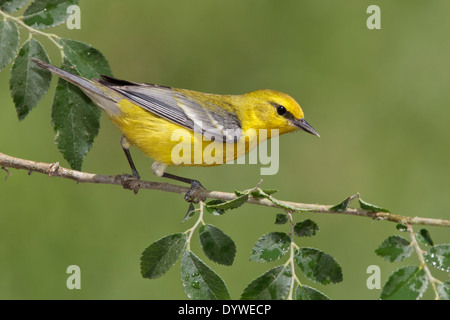 Blue-winged Warbler Vermivora cyanoptera - - homme adulte Banque D'Images