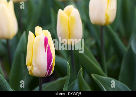 Tulipa 'Sunny Prince'. Triumph Tulip. Banque D'Images