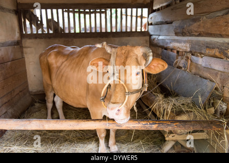 Seule vache brune dans une étable dans un village folklorique coréen avec faisceau en bois Banque D'Images