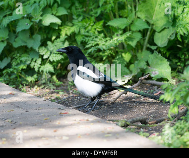 Pie à la recherche de nourriture sur le sol dans la vallée près de Barnsley Dearne Yorkshire Angleterre Royaume-Uni UK Banque D'Images