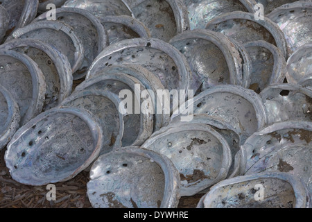 Une collection de grandes coquilles d'ormeaux. Banque D'Images