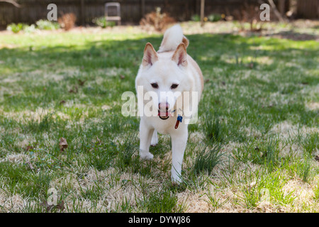 Shiba Inu chien Banque D'Images